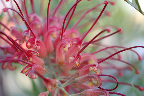 Grevillea 'Canberra Gem' - Devil Mountain Wholesale Nursery
