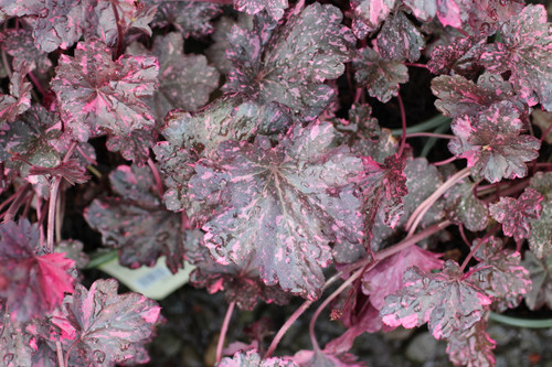 Heuchera 'Midnight Rose'