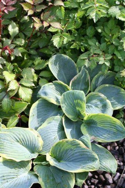 Hosta sieboldiana 'Frances Williams'