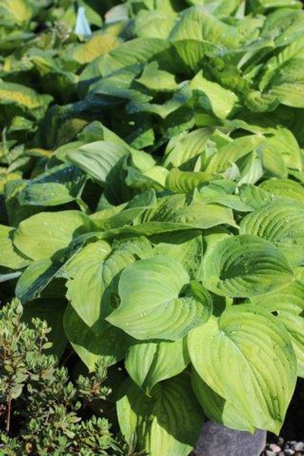 Hosta 'Guacamole'