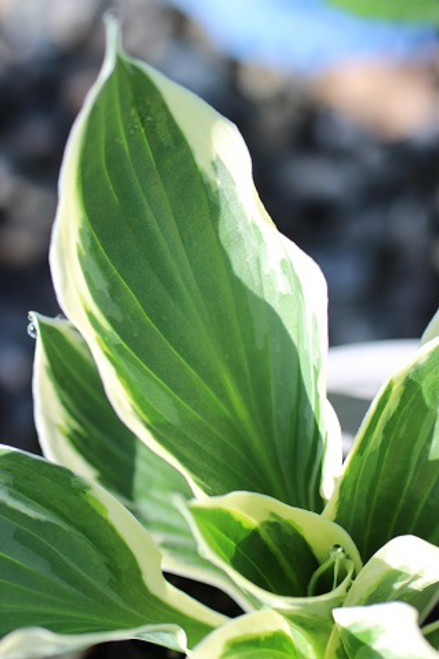 Hosta 'Patriot'