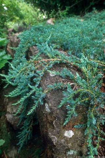 Juniperus sabina 'Buffalo'