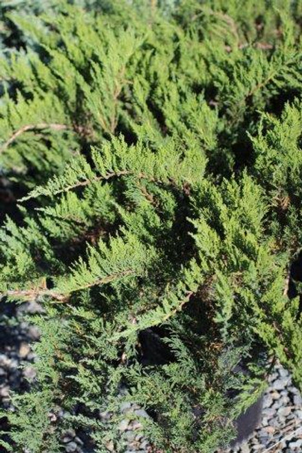 Juniperus sabina 'Tamariscifolia'