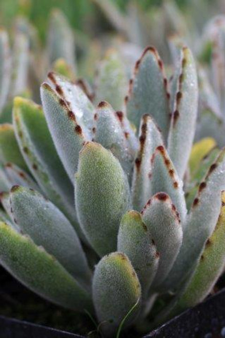 Kalanchoe tomentosa