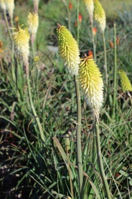 Kniphofia 'Ice Queen'