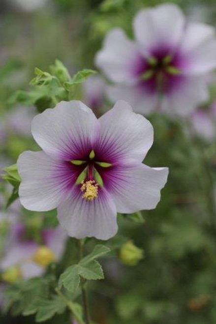 Lavatera maritima