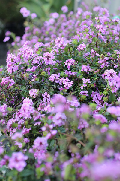 Lantana montevidensis (Purple) - Devil Mountain Wholesale Nursery