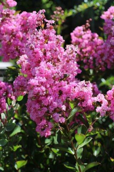 Lagerstroemia Petite Pinkie