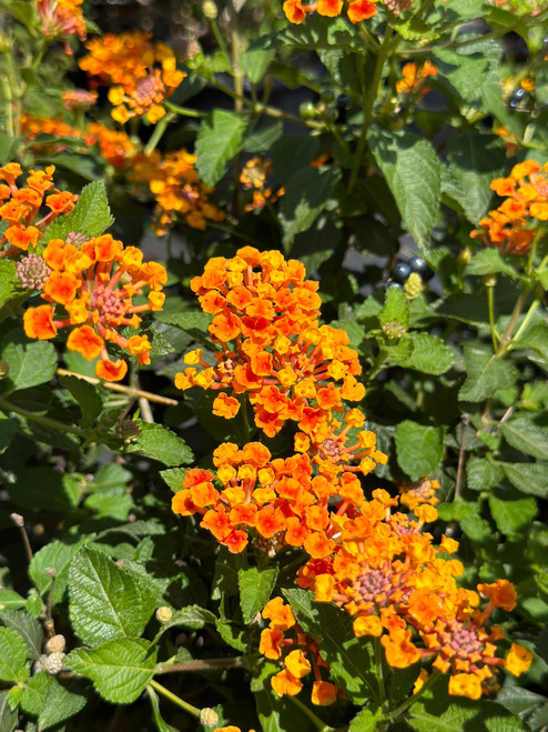 Lantana 'Radiation' - Devil Mountain Wholesale Nursery
