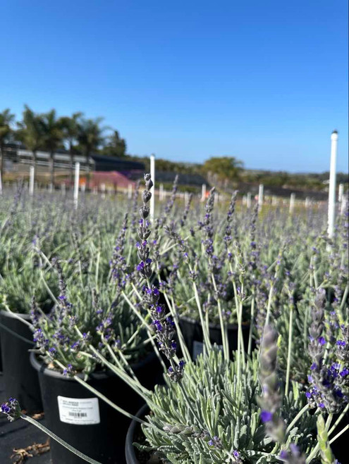 Lavandula ginginsii 'Goodwin Creek Grey'