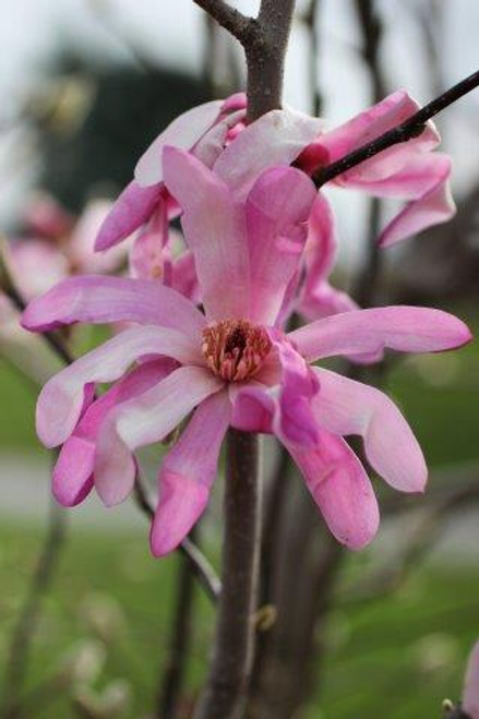 Magnolia loebneri 'Leonard Messel'