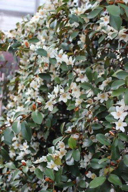 Michelia crassipes