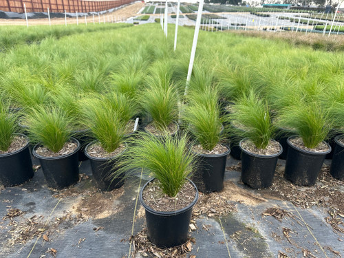 Stipa (Nassella) tenuissima 5 gal