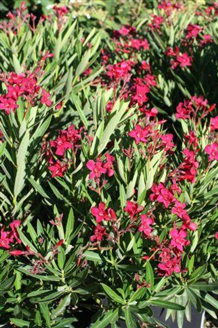 Nerium oleander 'Little Red'