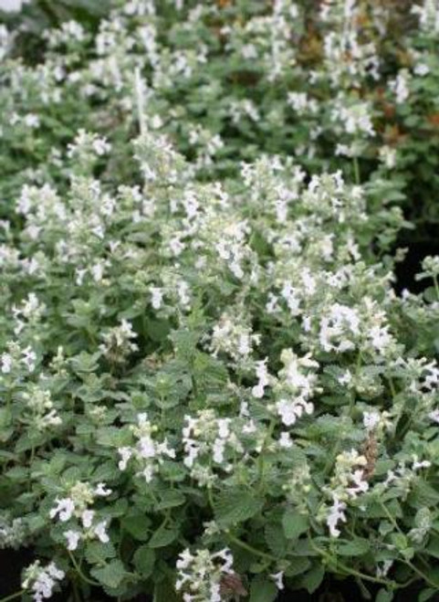 Nepeta 'Snowflake'