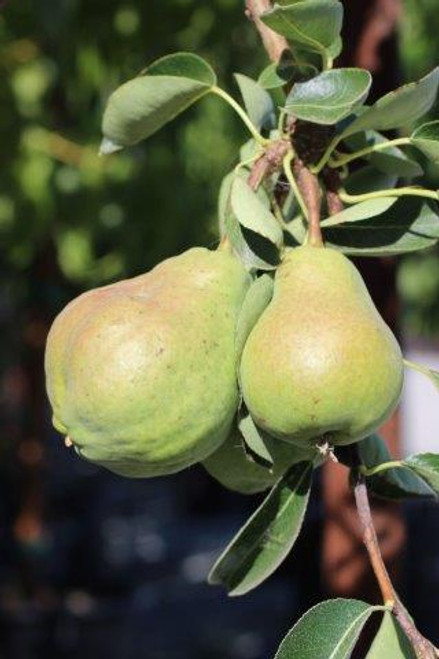 Pear 'Bartlett'