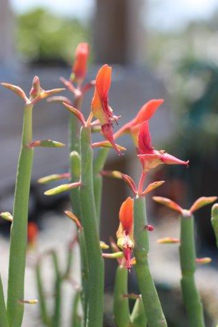 Pedilanthus macrocarpus