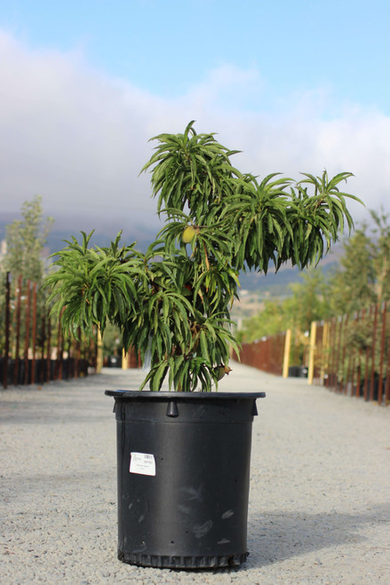 Peach 'Pix Zee' Dwarf - Devil Mountain Wholesale Nursery