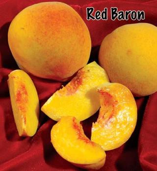 Peach 'Pix Zee' Dwarf - Devil Mountain Wholesale Nursery