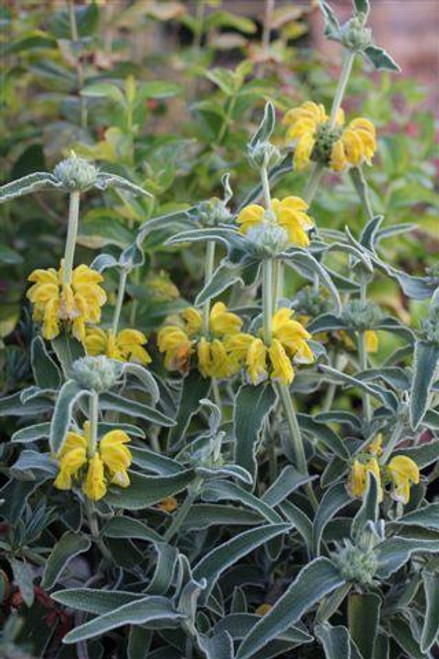 Phlomis fruticosa