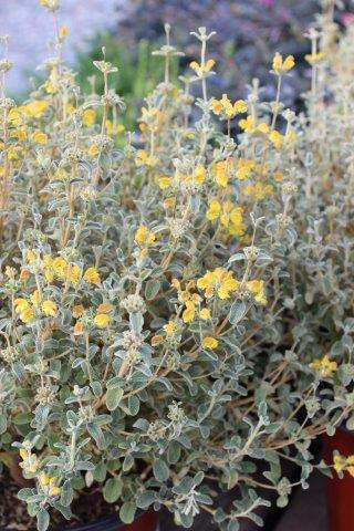 Phlomis lanata - Devil Mountain Wholesale Nursery