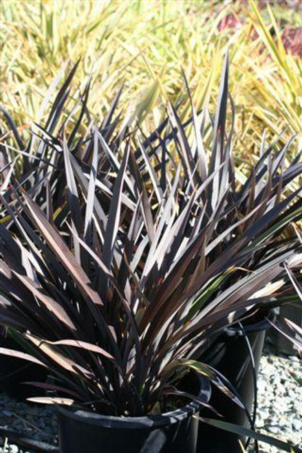 Phormium 'Black Rage'