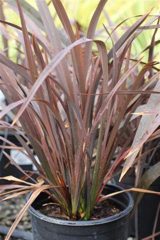 3x Phormium Pflanzenmix – Etablierte Gartenpflanzen Im Topf, Ca. 30-40 Cm Hoch