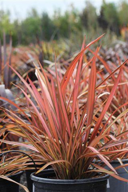 Phormium 'Evening Glow' - Devil Mountain Wholesale Nursery