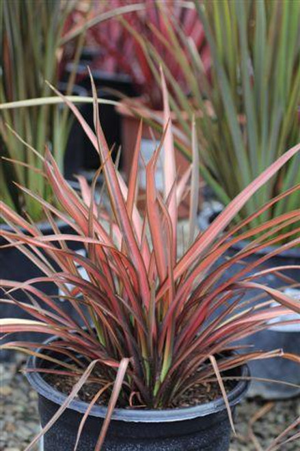 Phormium 'Pink Panther'