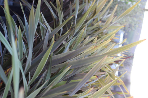 Phormium 'Pink Stripe'