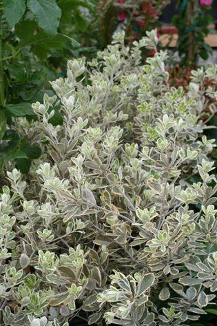 Pittosporum crassifolium 'Variegata'