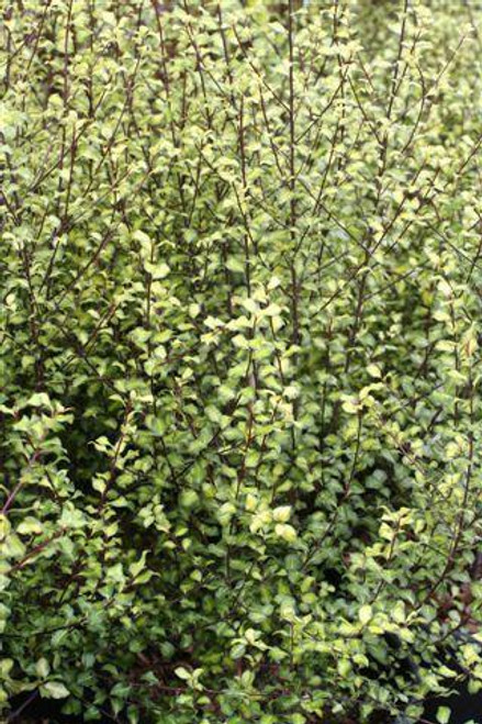 Pittosporum tenuifolium 'Harley Botanica'