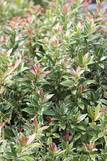 【CA4LA】PIERIS Pieris 'Flaming Silver' - Devil Mountain Wholesale Nursery