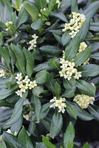 Plant Catalog - Evergreen Shrubs - Page 26 - Devil Mountain
