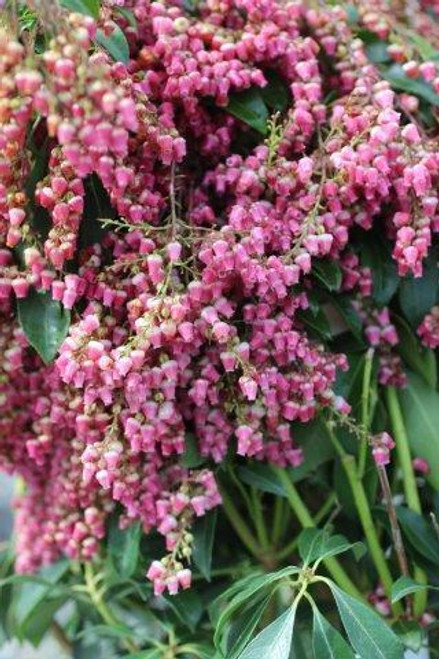 Pieris 'Valley Valentine'