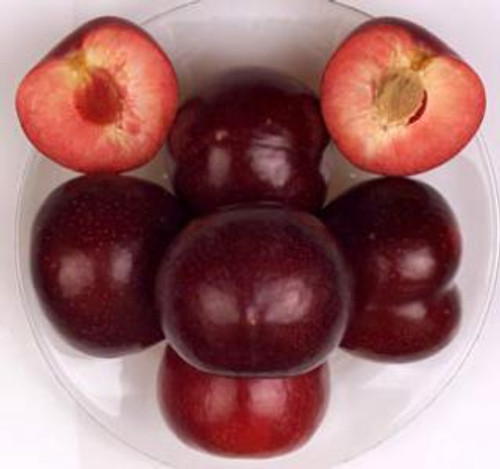 Pluot DownHome Harvest® 'Flavor King'