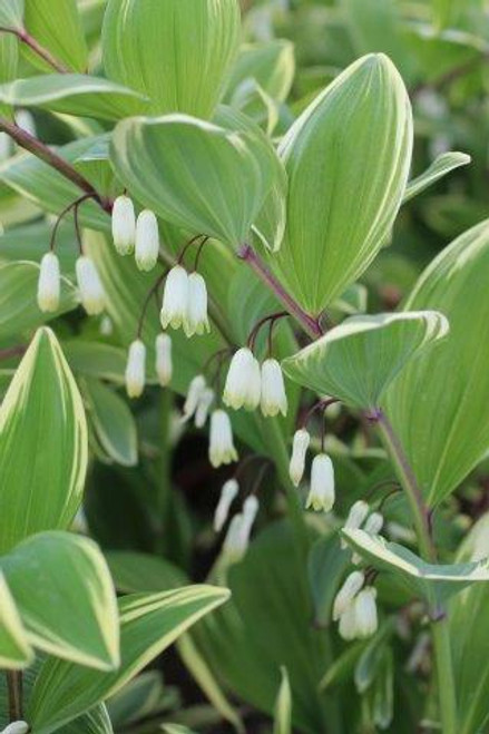 Polygonatum odoratum 'Variegatum'