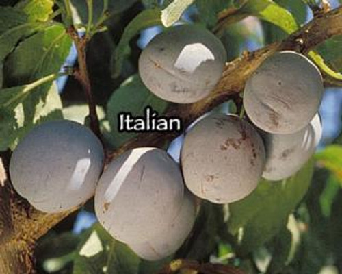 Prune 'Italian'