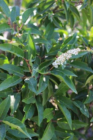 Prunus lusitanica flower