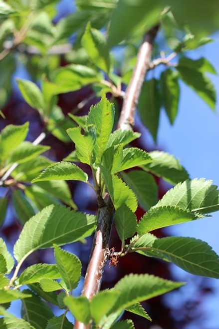 Prunus serrulata 'Snow Goose'