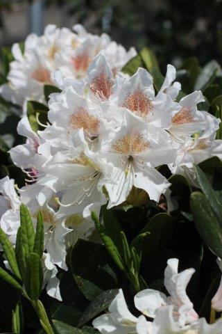 Rhododendron 'Cunningham's White' - Devil Mountain Wholesale Nursery