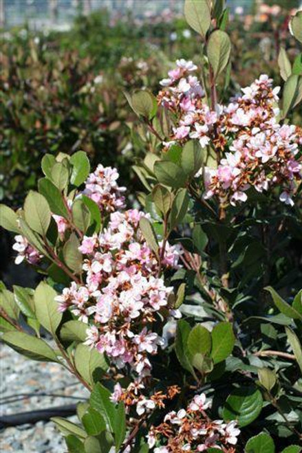 Rhaphiolepis indica 'Pink Lady' - Devil Mountain Wholesale Nursery