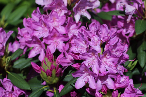 Rhododendron 'Roseum Pink'