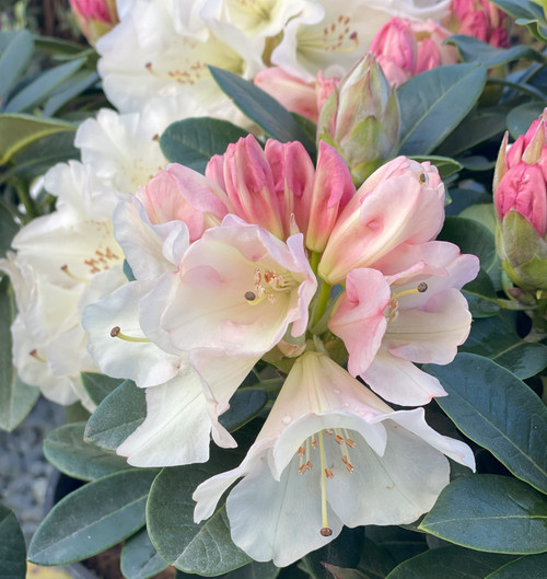 Rhododendron 'Unique' (Yellow)