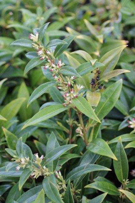 Sarcococca hookeriana var. humilis