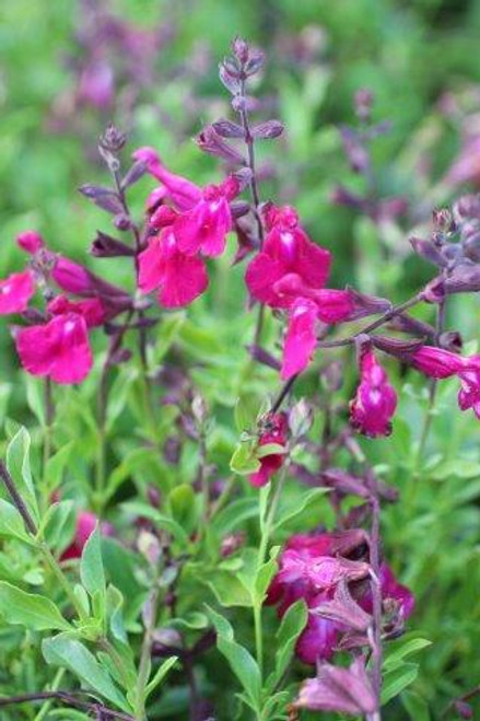 Salvia 'Dark Dancer'