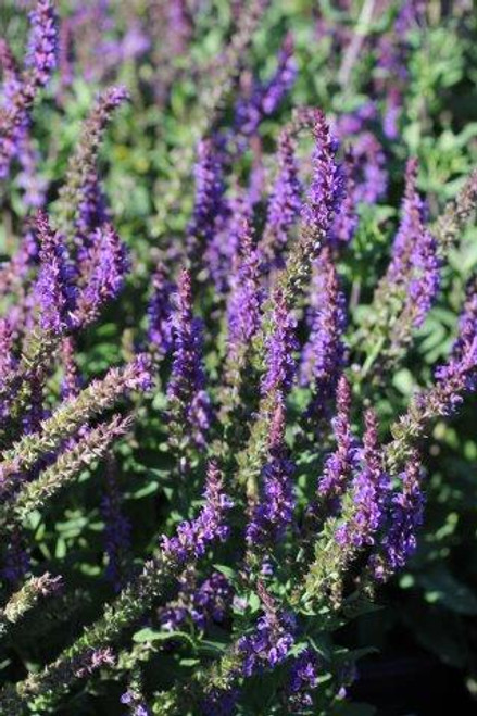 Salvia nemorosa 'East Friesland'