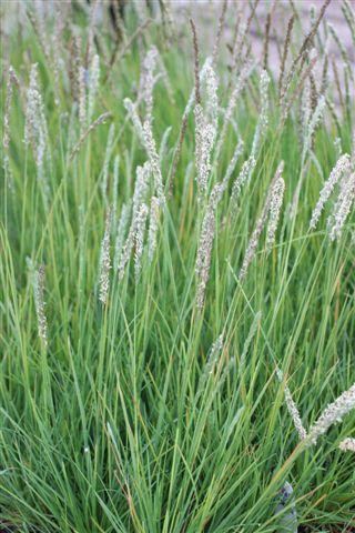 Sesleria autumnalis flower