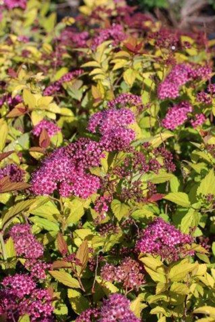 Spiraea japonica Magic Carpet