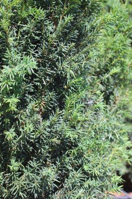 Taxus media 'H. M. Eddie'